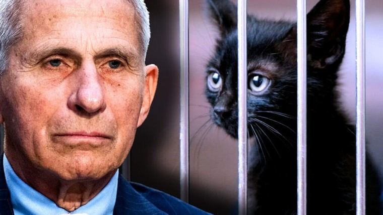 Fauci propone sacrificar millones de gatos para combatir la gripe aviar