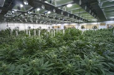 Redadas federales en granjas de cannabis de California revelan trabajo infantil y provocan disturbios violentos