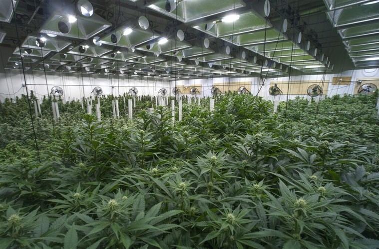 Redadas federales en granjas de cannabis de California revelan trabajo infantil y provocan disturbios violentos