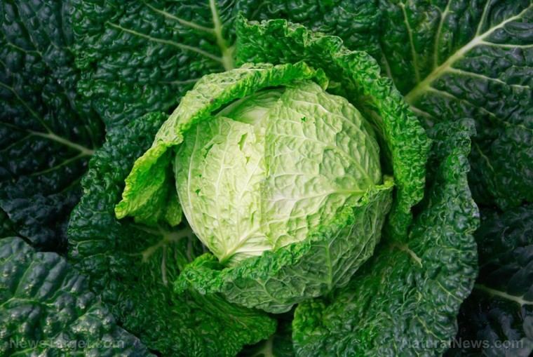 El repollo fermentado: un superalimento ancestral que mejora la salud intestinal y mental