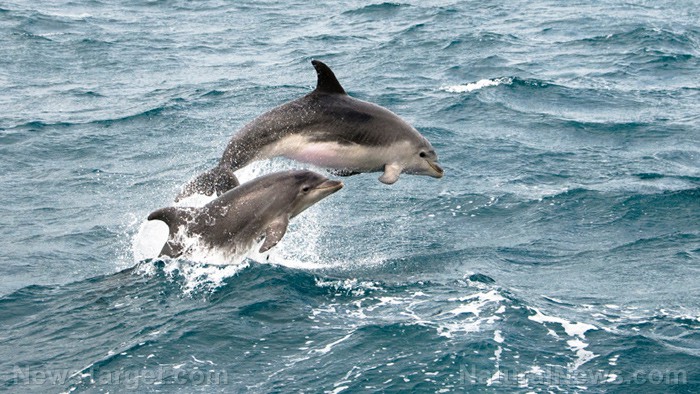 Delfines en Florida presentan síntomas de Alzheimer, alertando sobre riesgos para la salud humana