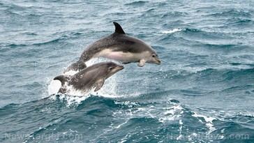 Delfines en Florida presentan síntomas de Alzheimer, alertando sobre riesgos para la salud humana