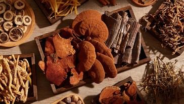 El regreso de los hongos medicinales: chaga, reishi y melena de león para mejorar la salud moderna