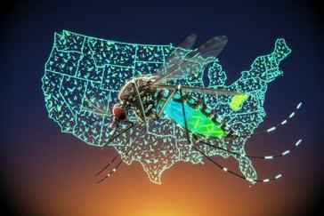 Google solicita autorización para liberar millones de mosquitos modificados en EE. UU