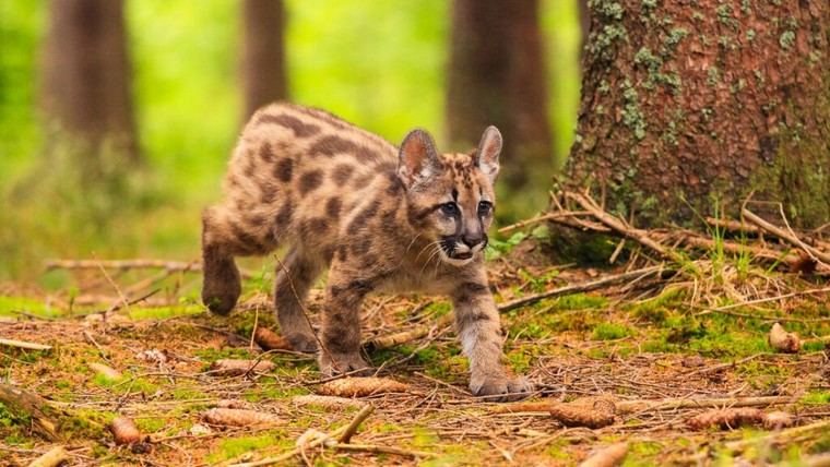 Joven golpea a un cachorro de puma hasta matarlo y recibe una leve condena