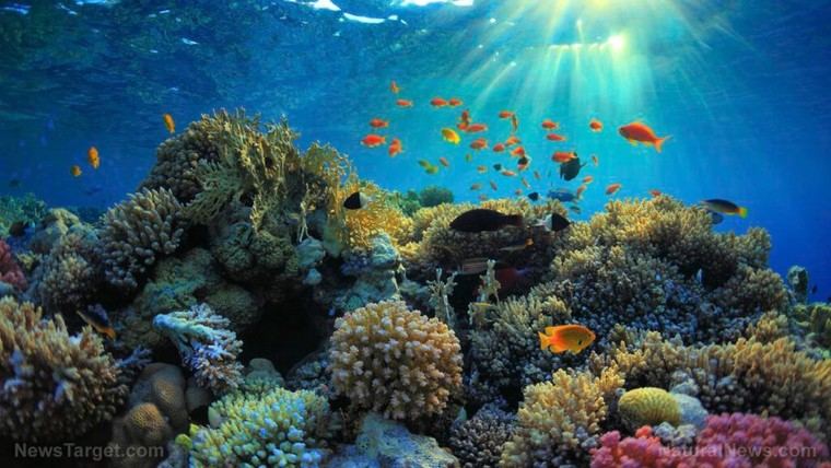 El Gran Arrecife de Coral muestra una sorprendente recuperación a pesar de las narrativas apocalípticas