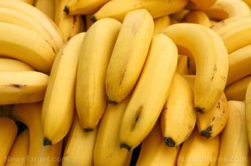 La madurez de los plátanos: un factor clave para la salud intestinal y el riesgo de cáncer