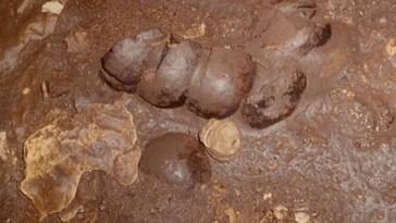 Descubren cueva maya que revela sacrificios humanos rituales