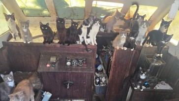 Rescatan más de 30 gatos de un barco abandonado en Tacoma, EE.UU