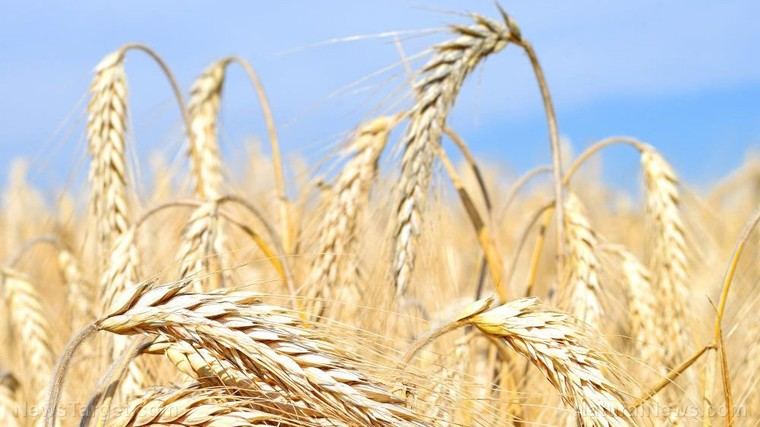 Advertencia sobre inminente crisis alimentaria global por David DuByne
