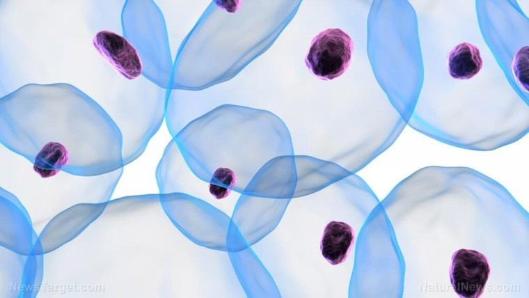 Los óvulos humanos desafían el envejecimiento: estudio muestra estabilidad sorprendente del ADN mitocondrial