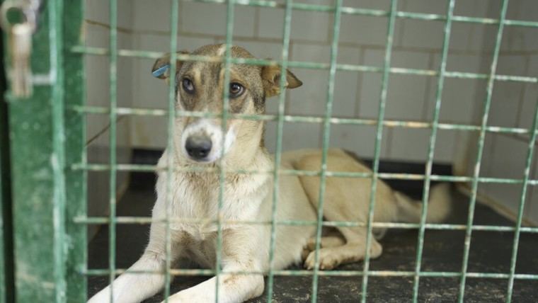 FIFA presionada para excluir a Marruecos del Mundial 2030 por maltrato animal