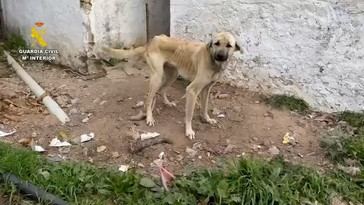 Dieciocho personas bajo investigación por maltrato a 75 perros en Cádiz