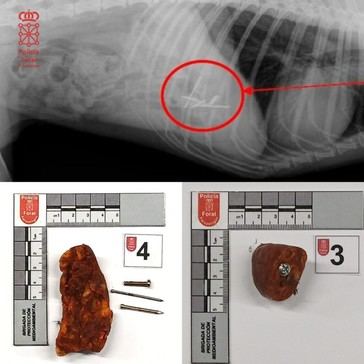 Detenido un joven en Pamplona por maltrato animal al colocar cebos peligrosos