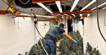 La Guardia Civil desmantela 40 cultivos de marihuana y confiscada más de 13.000 plantas en Granada