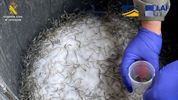 Desmantelan red de tráfico ilegal de angulas en España y Francia