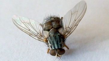 La mosca vampiro amenaza a especies únicas en Galápagos