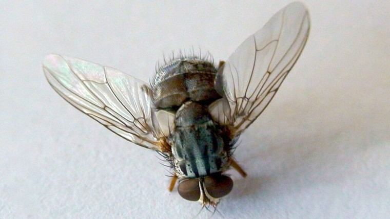 La mosca vampiro amenaza a especies únicas en Galápagos
