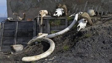 La OMS simula un brote de 'viruela del mamut' para evaluar la preparación ante pandemias