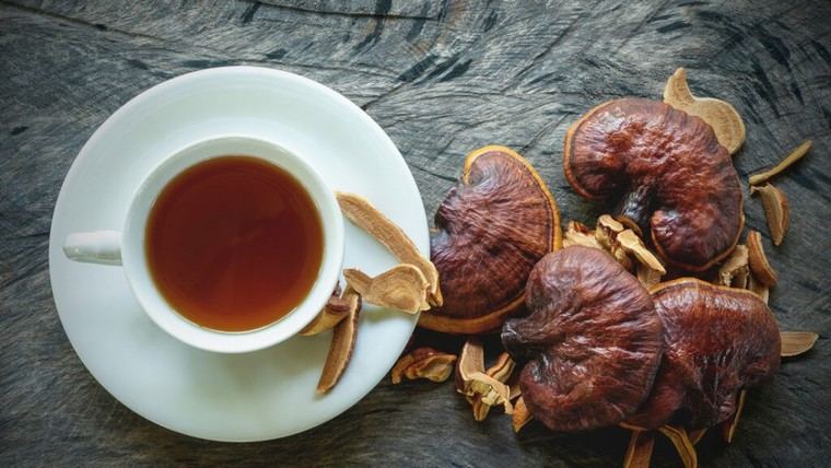 El reishi: el hongo milenario que potencia la salud y el bienestar
