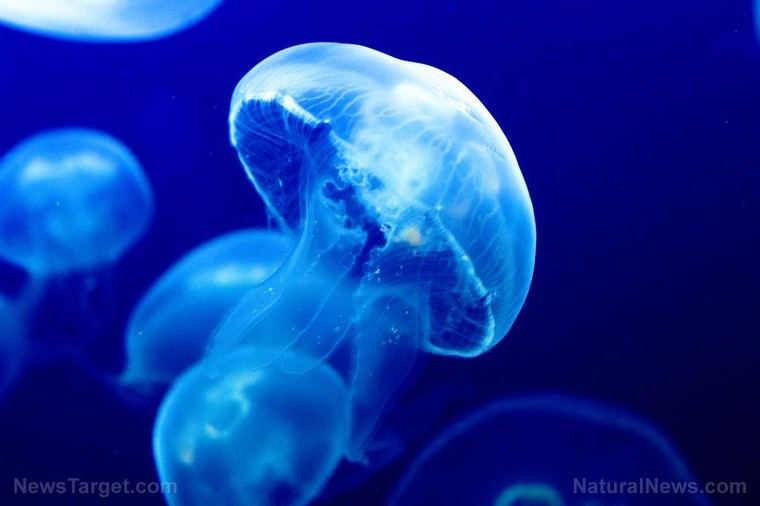Invasión de gigantes medusas rosas en las playas de Texas