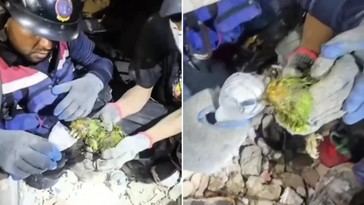 Bomberos salvan a loro atrapado tras terremoto en Venezuela