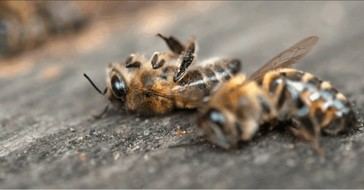 Masiva muerte de abejas en el Reino Unido tras inicio de programa de geoingeniería solar