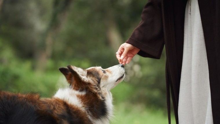 Mujer fallece tras infección por lametón de perro en una herida