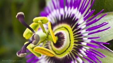 Passionflower demuestra eficacia similar a sedantes en un nuevo estudio clínico