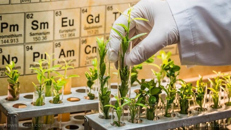 Plantas: recursos vitales y peligros en la guerra y la salud