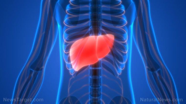 Estudio revela que una dieta saludable puede revertir el daño hepático por alcohol