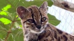 Científicos descubren nueva especie de gato salvaje en Bolivia con un solo ejemplar conocido