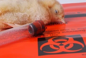 Científicos financiados por el NIH crean un virus híbrido de gripe aviar en Europa y lo prueban en EE. UU