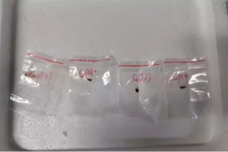 Detienen a estudiante china por contrabando de material biológico en EE.UU