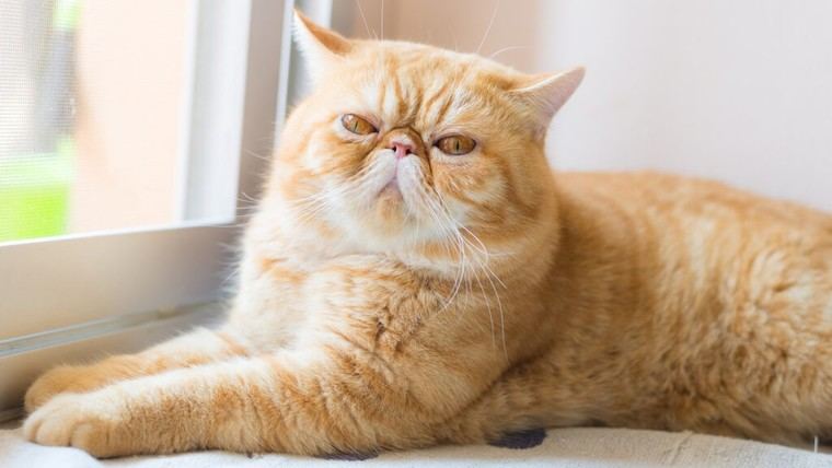 Implante promete ayudar a mascotas a perder peso de forma efectiva