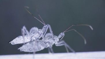 Kissing Bugs in Florida Linked to Chagas Disease Outbreak Affecting 280,000 People