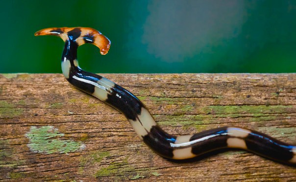 Texas Faces Invasion of Toxic Hammerhead Worms Threatening Wildlife and Pets