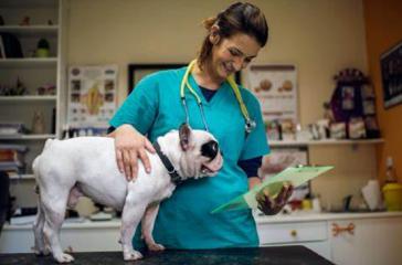 Misteriosa enfermedad respiratoria mortal enferma a perros en los EE. UU