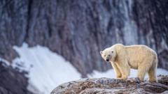 Multa a persona por despertar a un oso polar con un foghorn en Svalbard