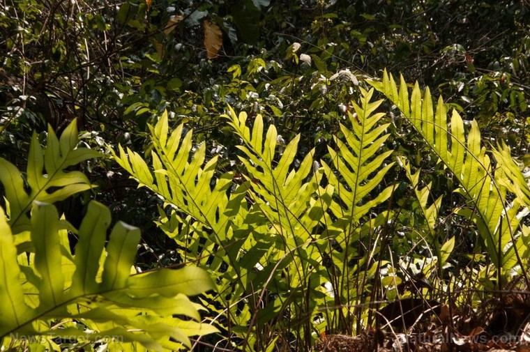 Investigadores afirman que el CO2 no calienta el planeta, sino que impulsa la producción de alimentos