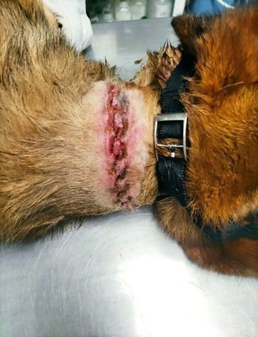 Investigan a pareja en Sangüesa por maltrato animal