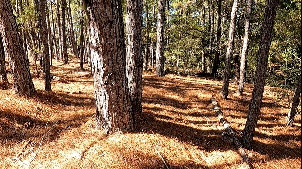 EE. UU. implementará gestión activa de bosques con tala y quemas controladas