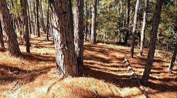 EE. UU. implementará gestión activa de bosques con tala y quemas controladas