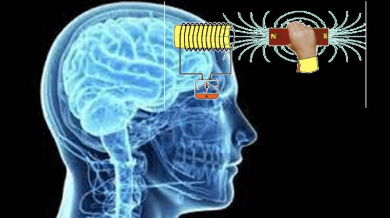 ¿Controlarán nuestro cerebro a través de la proteína Magneto?