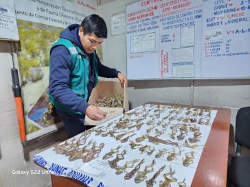 Incautan en Perú cientos de ranas conocidas como 