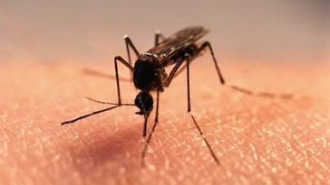 Rascarse puede agravar la picazón y la inflamación, advierte estudio