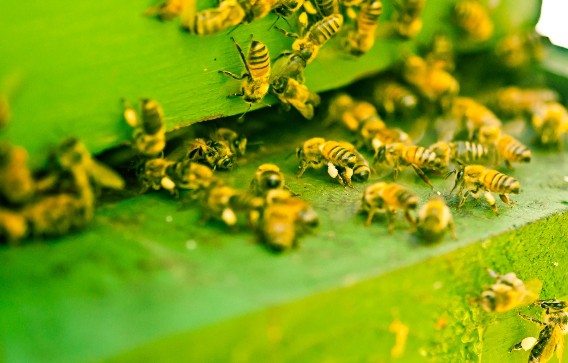 Crisis de colmenas: mueren más del 60% de las abejas en EE. UU