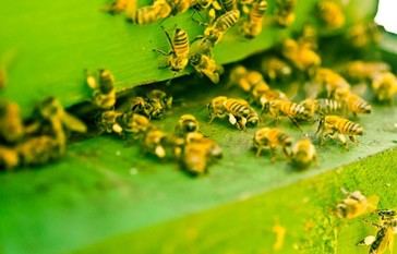 Crisis de colmenas: mueren más del 60% de las abejas en EE. UU