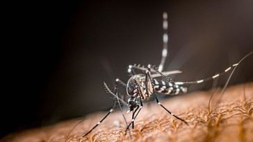 Construcción de carreteras en la Amazonía impulsa brote de dengue