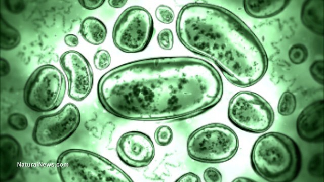 Nuevos compuestos de celulosa bacteriana superan metales y plásticos en sostenibilidad